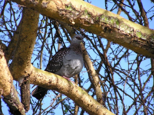 P8180366.JPG - Speckled Pigeon (Columba guinea)