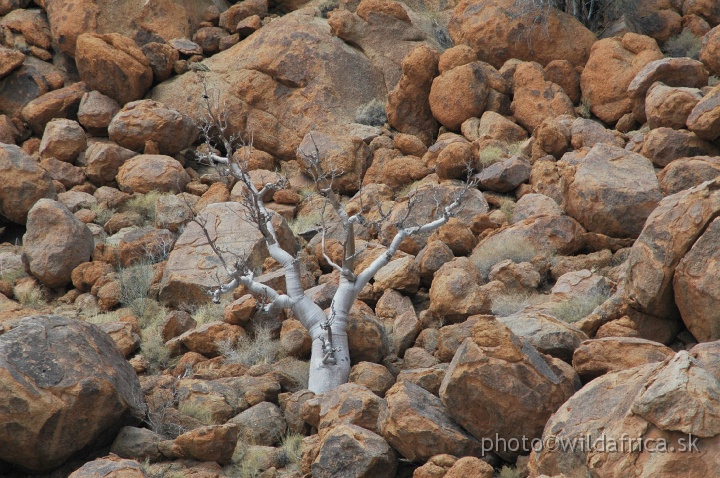 DSC_0524.JPG - Namib Naukluft National Park