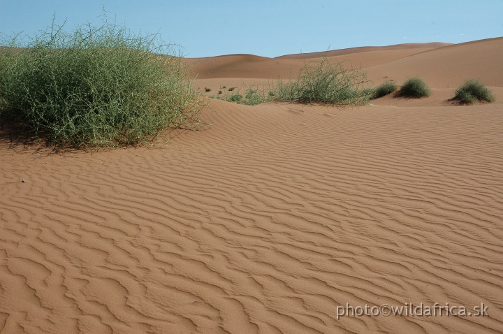 DSC_0564.JPG - Sossusvlei Dunes