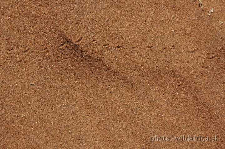 DSC_0597.JPG - Deadvlei