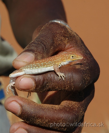 DSC_0603.JPG - The Plain Sand Lizard (Pedioplanis inornata)