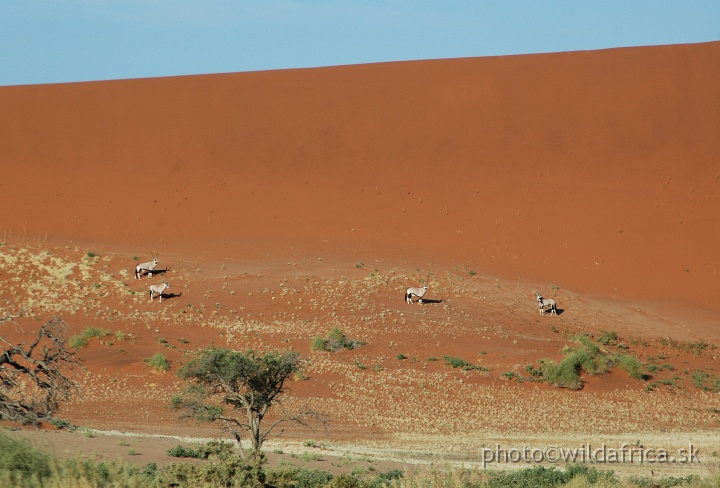 DSC_0636.JPG - Gemsboks at the Sossusvlei Dunes