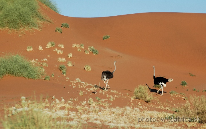 DSC_0646.JPG - Ostriches and dunes