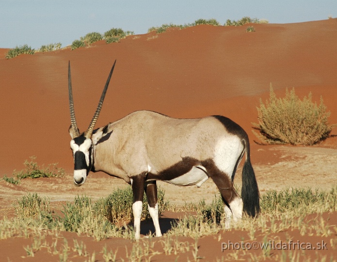 DSC_0649.JPG - Gemsbok