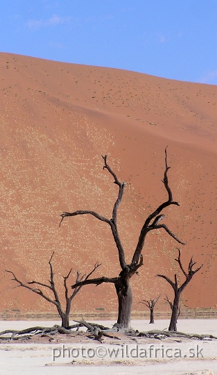 P1010216.JPG - Deadvlei