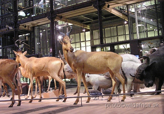 P7290020.jpg - Hartebeest diversity.