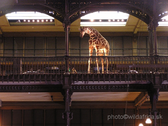 P7290032.JPG - Giraffe on the second floor.