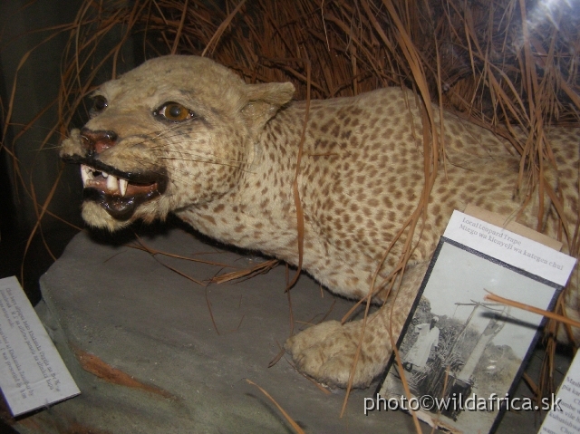 P8310165.JPG - The last Zanzibar Leopard (Panthera pardus adersi)