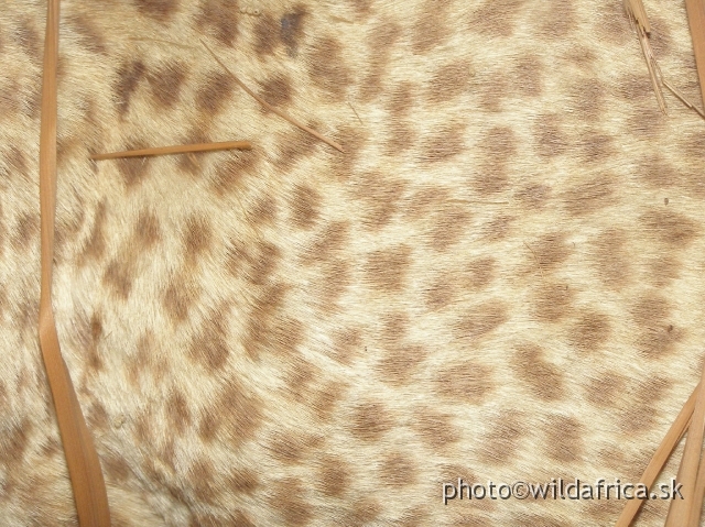 P8310172.JPG - The last Zanzibar Leopard (Panthera pardus adersi)