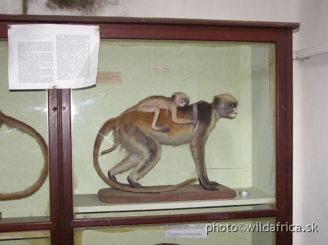 P8310177.JPG - Zanzibar or Kirk's Red Colobus Monkey (Piliocolobus kirkii)