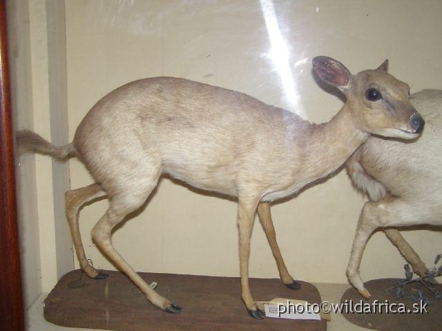P8310198.JPG - Suni Antelope (Nesotragus moschatus moschatus)
