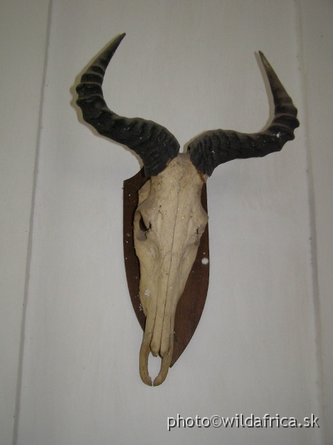 P8310207.JPG - Kongoni Skull