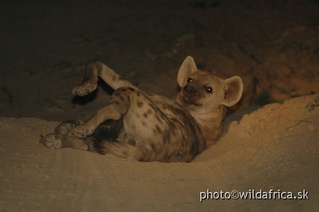 DSC_1703.JPG - Spotted hyena lying on the road.