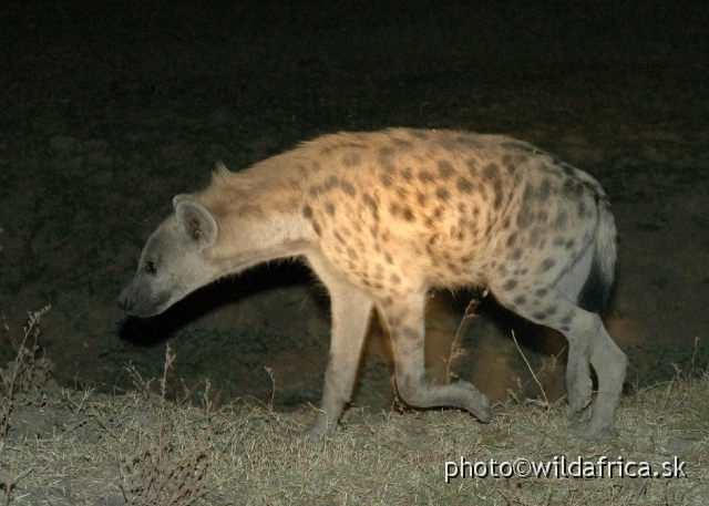 DSC_1706.JPG - It is mainly the nocturanal animal in Luangwa.