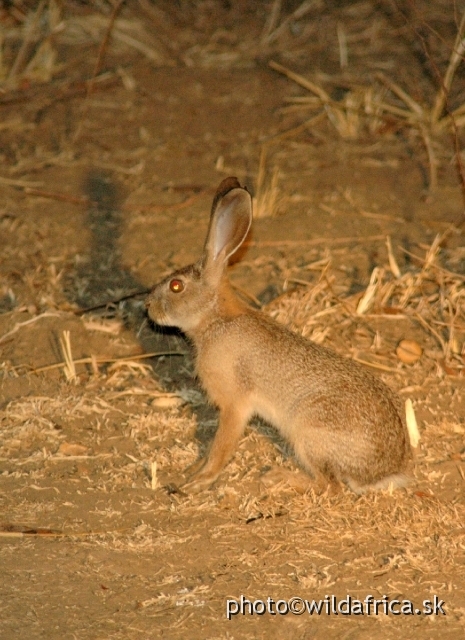DSC_1717.JPG - Crawshays Scrub Hare (Lepus saxatilis crawshayi) is an endemic subspecies of the widespread Scrub hare.