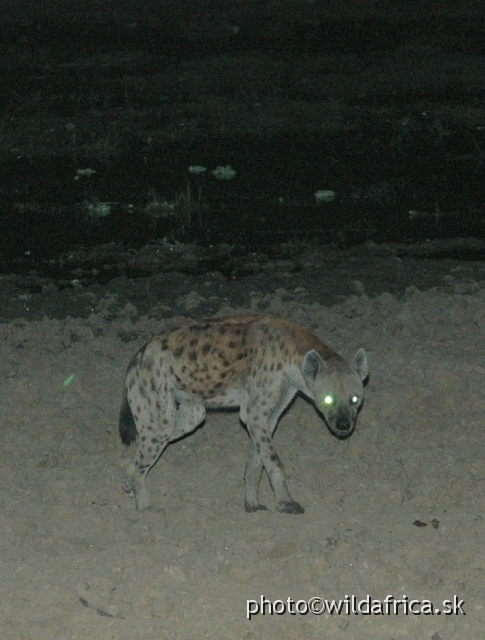 DSC_1721.JPG - The hyeans are more relative to civets, genets, mongooses and cats than to dogs as many people think.