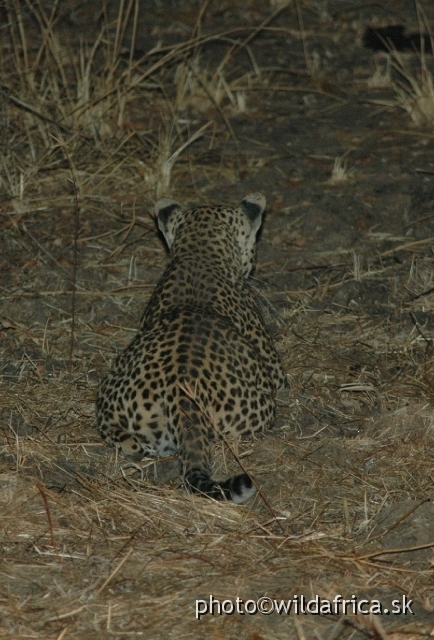 DSC_1734.JPG - The main attraction of the night game drives in Luangwa is search for leopard.