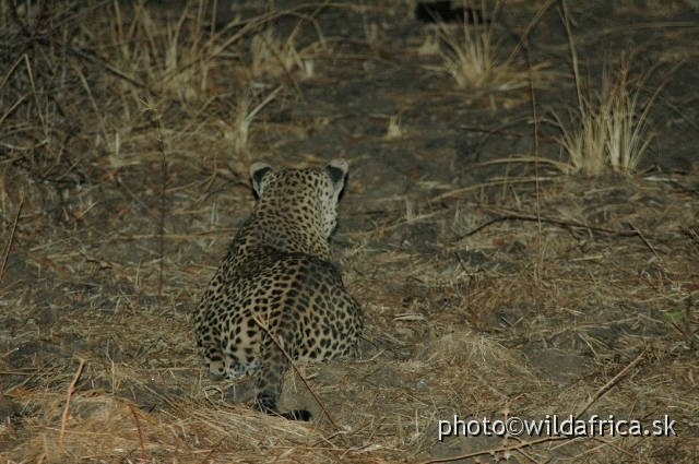 DSC_1736.JPG - According to research done by BBC documentary, there is one leopard per 2,5 square kilometres.