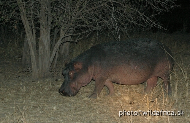 DSC_1750.JPG - Hippos spend majority of night time by grazing.