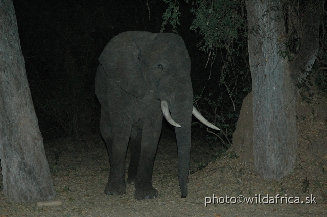 DSC_1753.JPG - Five minute after midnight this elephant male is nearing.