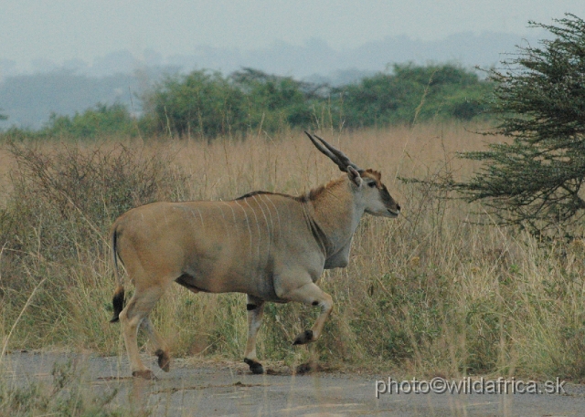 DSC_0031.JPG - The Common Eland (Taurotragus oryx)