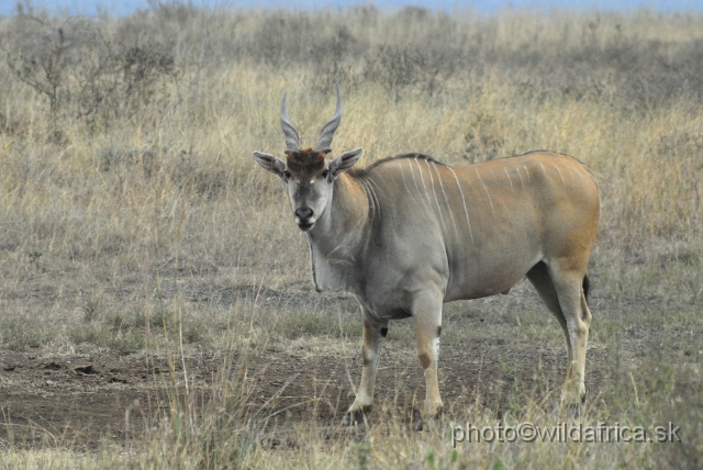 _DSC0152-1.JPG - The Common Eland (Taurotragus oryx)