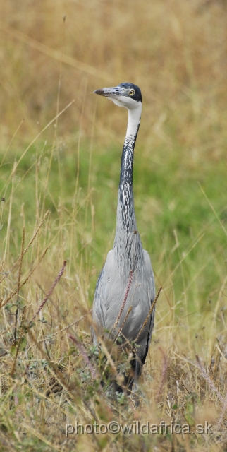 _DSC025404-1.JPG - Black-headed Heron (Ardea melanocephala)