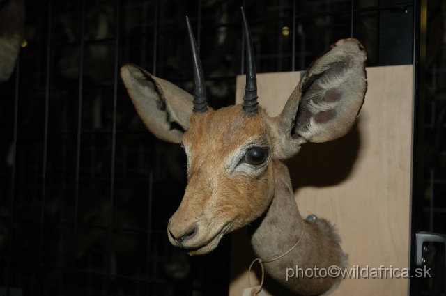 DSC_01255.JPG - Beira (Dorcotragus megalotis)