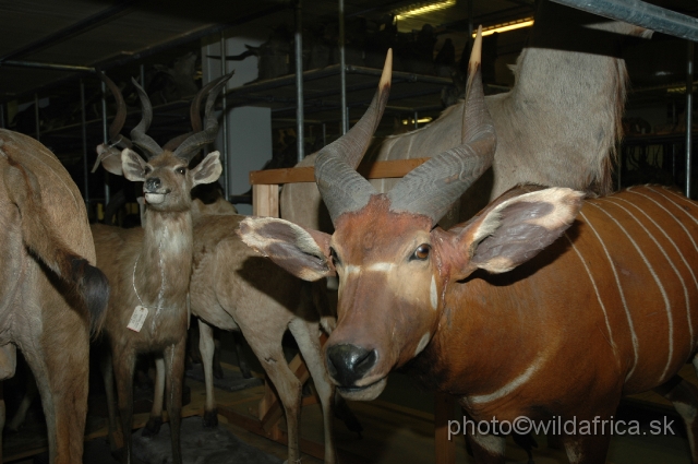DSC_0249.JPG - Bongo Antelope (Boocercus euryceros) and Sitatunga (Tragelaphus spekei) in left