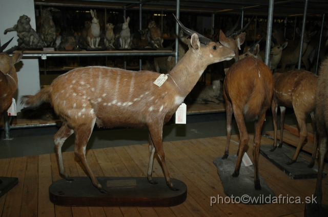 DSC_0250.JPG - Bushbuck