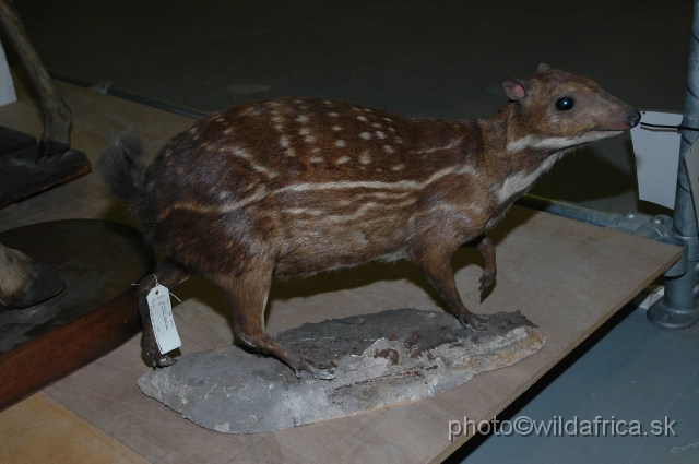 DSC_0272.JPG - Water Chevrotain