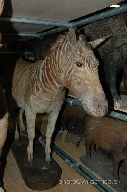 DSC_0274.JPG - London specimen of Quagga (Equus quagga quagga)