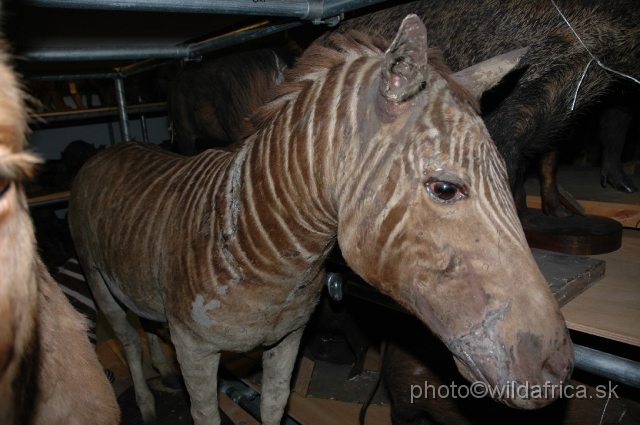 DSC_0276.JPG - London specimen of Quagga (Equus quagga quagga)