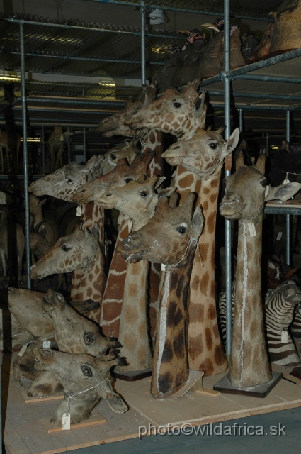 DSC_0284.JPG - Old dermoplastic of giraffes