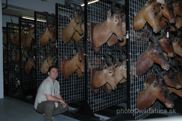 DSC_0288.JPG - In the hartebeest collection