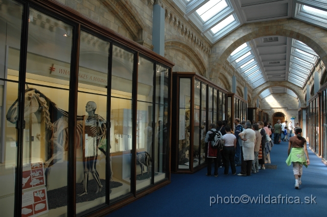 DSC_0293.JPG - The Mammal section, Natural History Museum, London