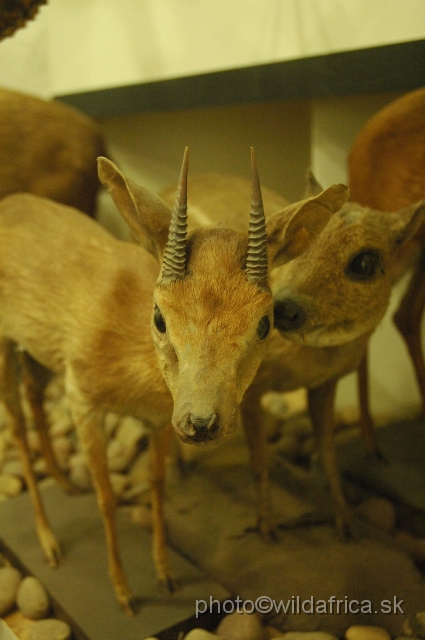 DSC_03124.JPG - Suni Antelope (Nesotragus moschatus)