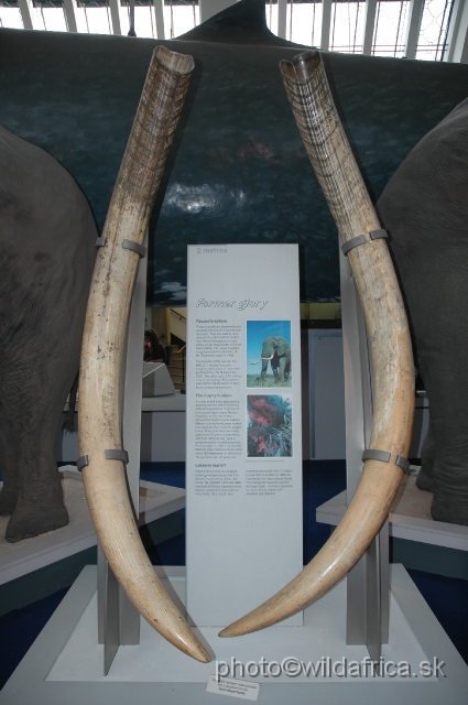 DSC_033115.JPG - These magnificient African elephant tusks are believed to be the heaviest ever recorded: the left one 3,11 m, 94 kg, the right one 3,18 m, 89 kg, killed by Arab hunter, Kilimanjaro area, Tanzania 1898.