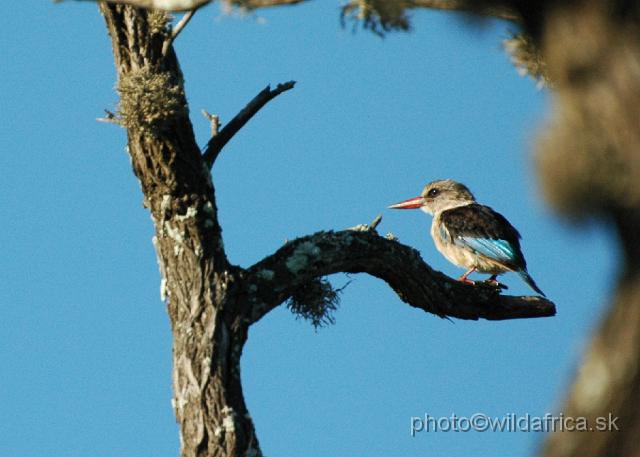 DSC_0499.JPG - Brown-hooded Kingfisher (Halcyon albiventris)