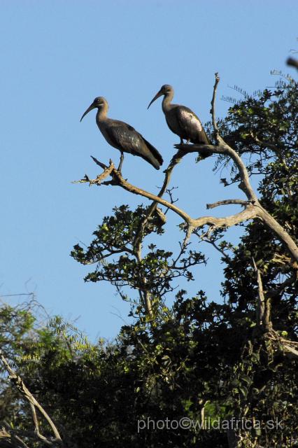 _DSC18310.JPG - Hadada Ibis (Bostrychia hagedash)