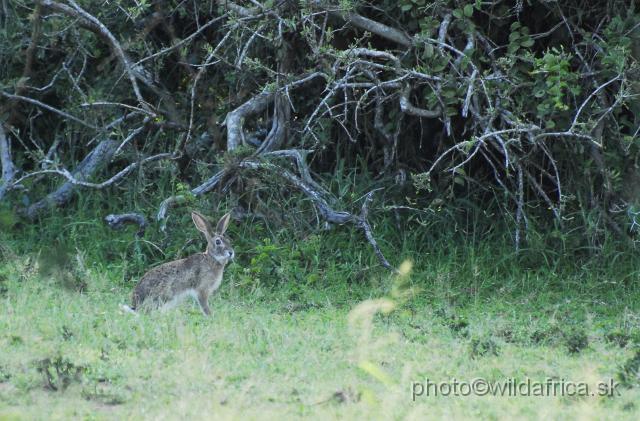 _DSC1921.JPG - Cape Hare (Lepus capensis)