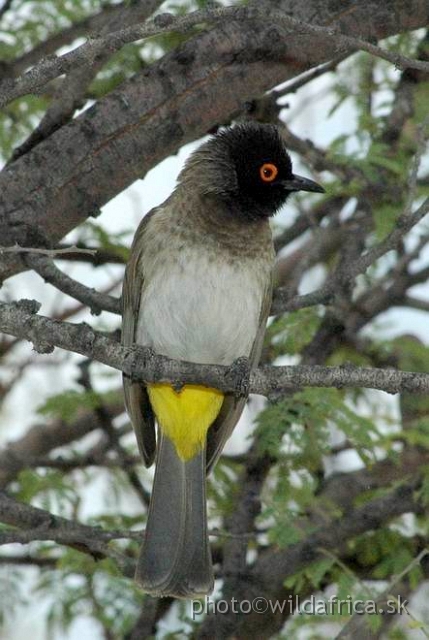 00DSC_0246++.JPG - African Red-eyed Bulbul (Pycnonotus nigricans)