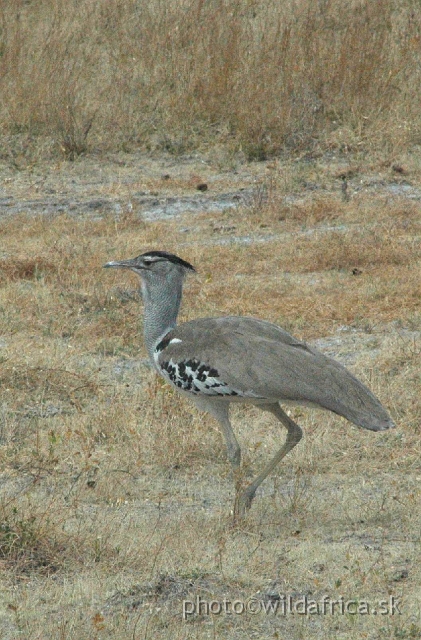 00DSC_0252++.JPG - Kori Bustard (Ardeotis kori)