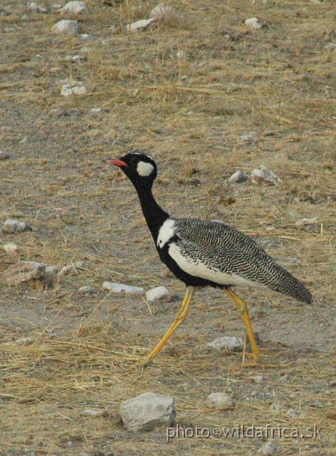 00DSC_2863++.JPG - Northern Black Korhaan (Eupodotis afraoides)