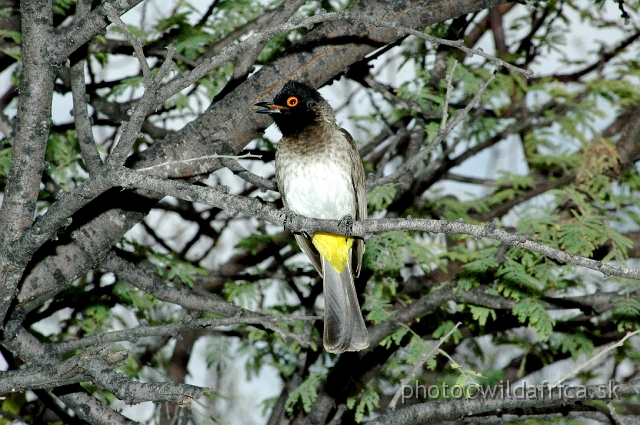 DSC_0245.JPG - African Red-eyed Bulbul (Pycnonotus nigricans)