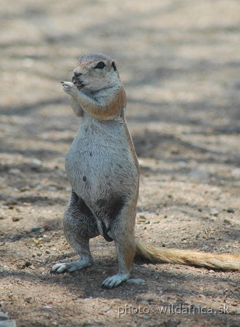 DSC_04403.JPG - Cape Ground Squirrel (Xerus inauris)