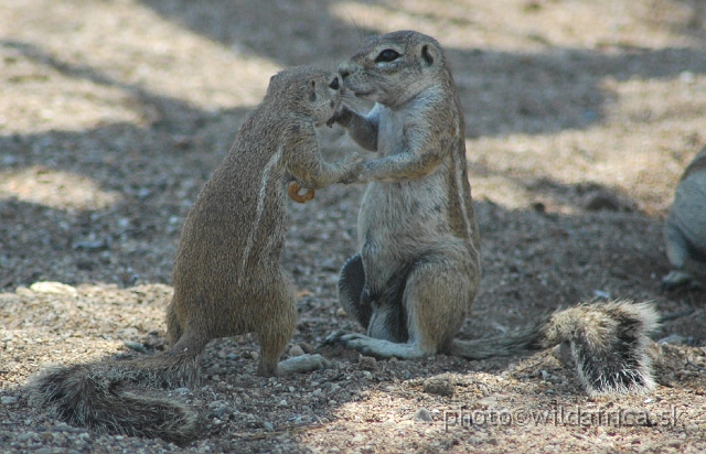 DSC_04404.JPG - Cape Ground Squirrel (Xerus inauris)