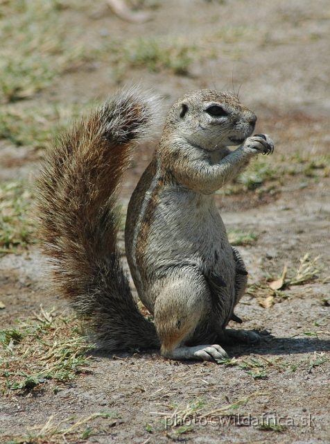 DSC_04405.JPG - Cape Ground Squirrel (Xerus inauris)