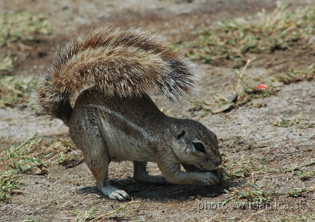 DSC_04406.JPG - Cape Ground Squirrel (Xerus inauris)