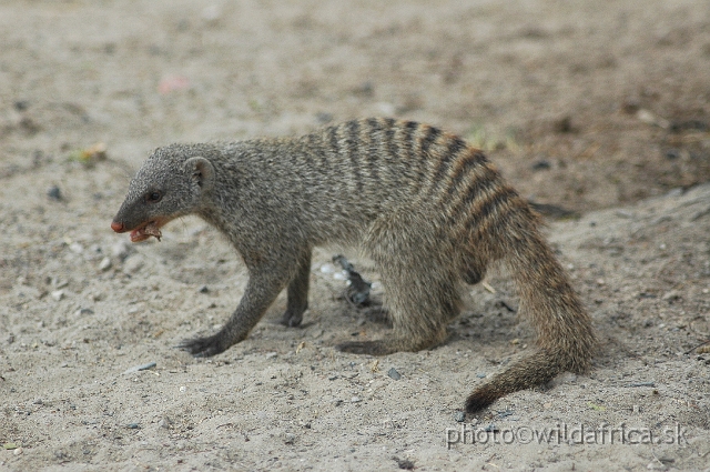 DSC_2144.JPG - Zebra Mongoose (Mungos mungo)